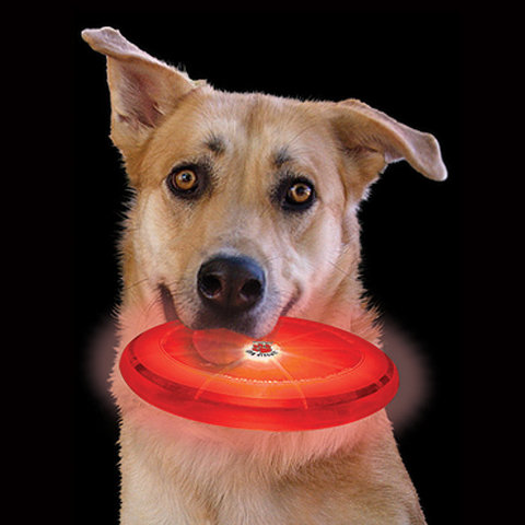 LED Frisbee 21cm, Dog Discuit, Grön